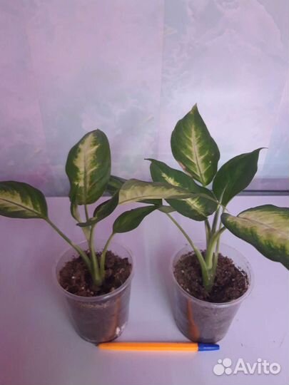 Диффенбахия