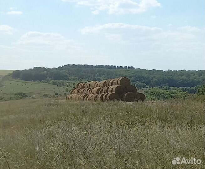 Сено в рулонах 2022