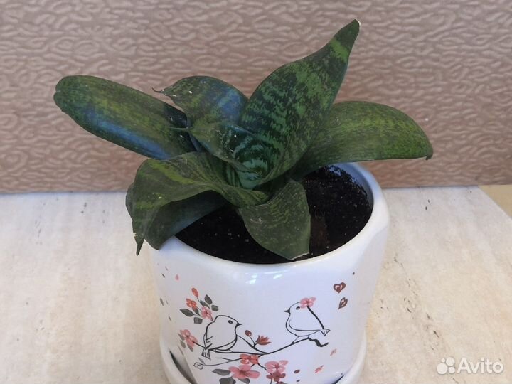 Сансевиерия ханни