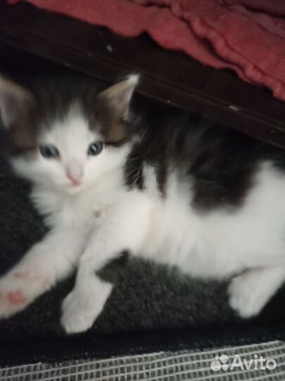Котята в добрые руки 1 месяц