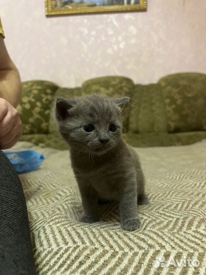 Отдам британского котенка в добрые руки