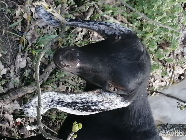 Нубийский козел