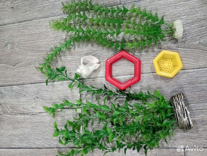 Аквариумные растения