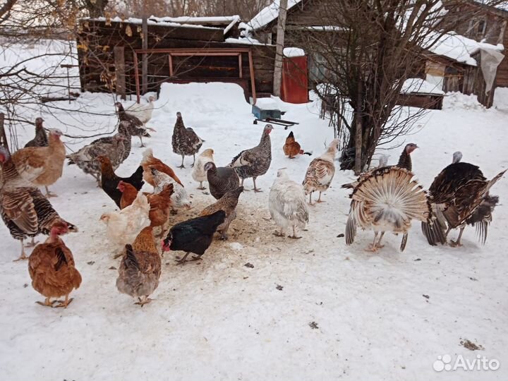 Продаются индюки и гуси