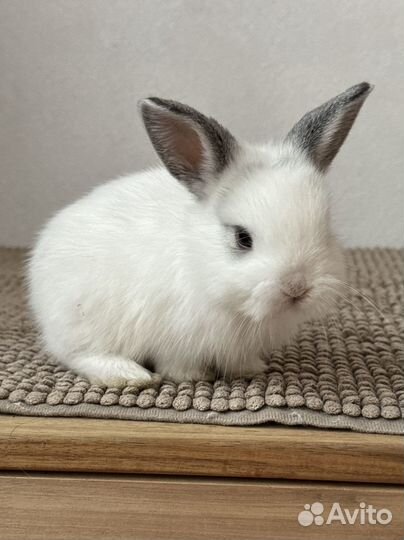 Декоративный карликовый кролик