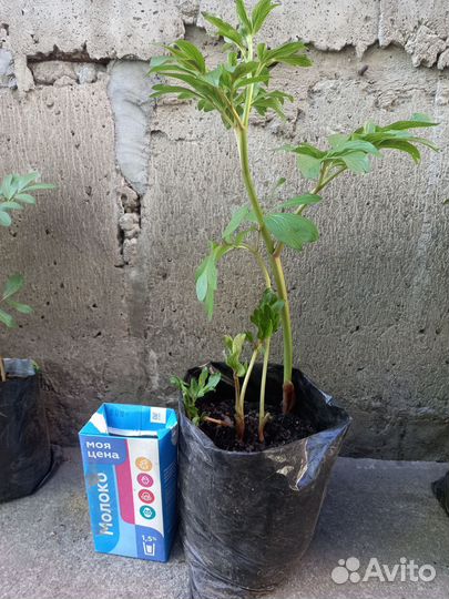 Корни раннего пиона