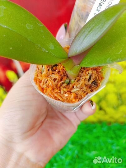 Орхидея фаленопсис биг лип