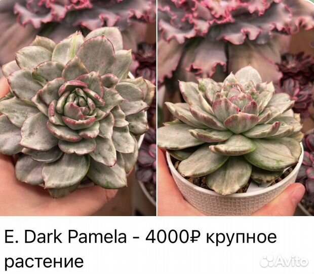 Редкие суккуленты, корейские суккуленты