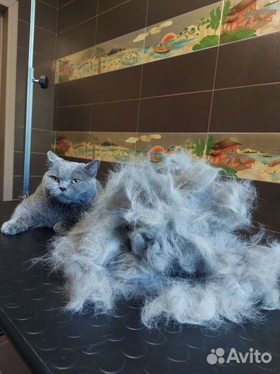 Услуги грумера на Троллейной