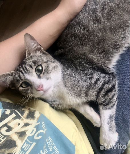 Косенькая кошечка Бэсси, 4 месяца, в добрые руки