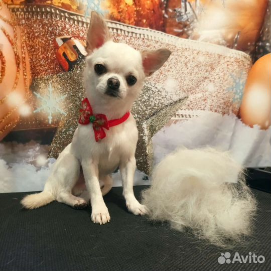 Бесплатная стрижка собак и кошек у стажера