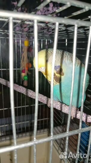 Птенцы волнистый попугай