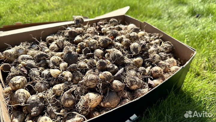 Мускари луковицы