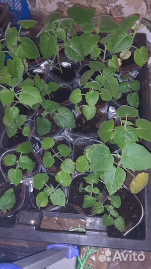 Павловеюния Пау тонг z07гибрид