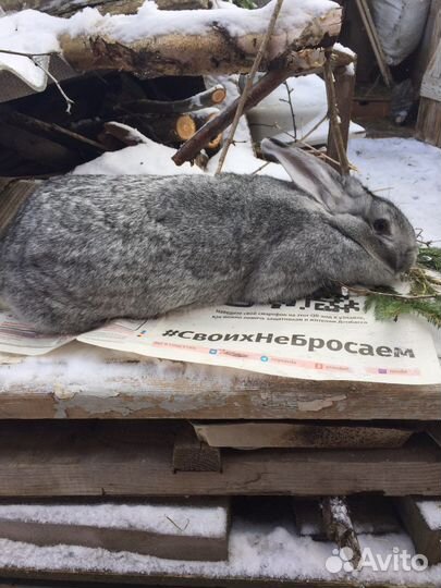 Кролики мясных пород