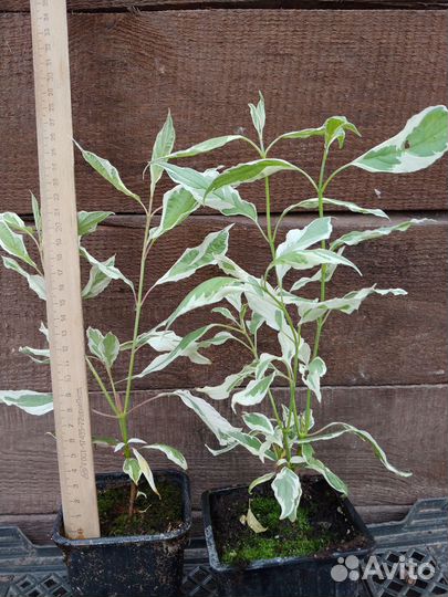 Дерен пестролистный саженцы