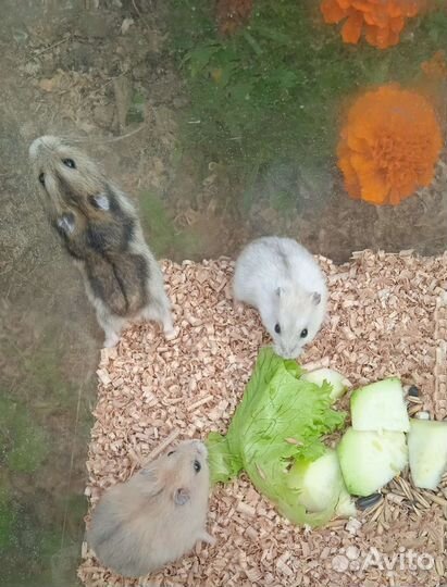 Джунгарские хомячки разных расцветок (клетки)