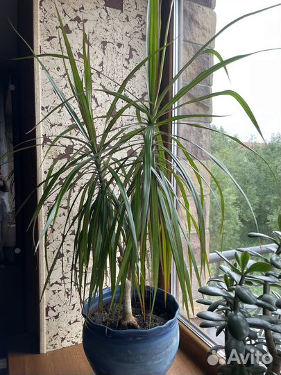 Комнатные цветы