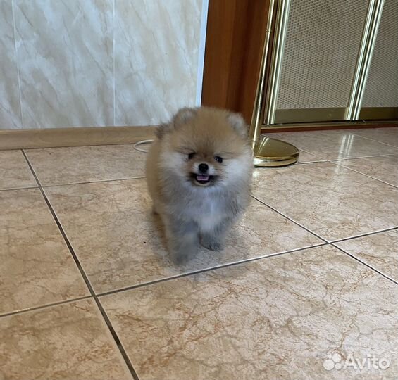 Мини мальчик померанского шпица