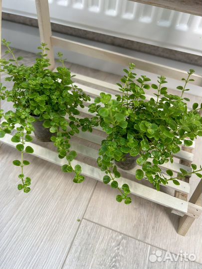 Пилея Ливанская и Депресса