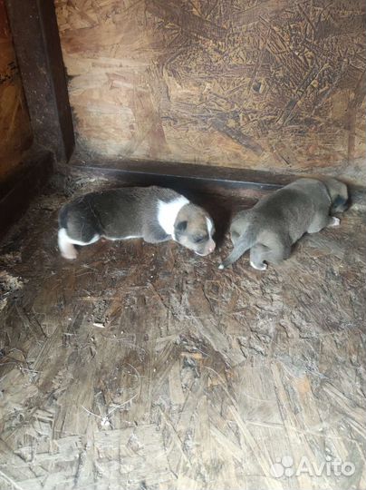 Помесь хаски