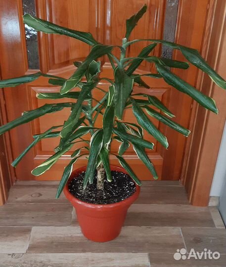 Драцена взрослая