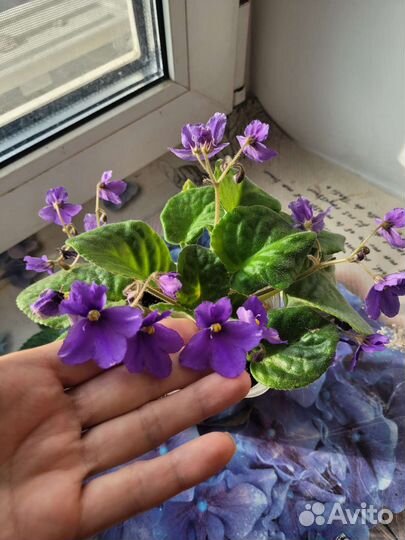 Фиалка цветущая