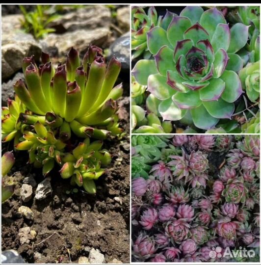 Каменные розы (молодило)