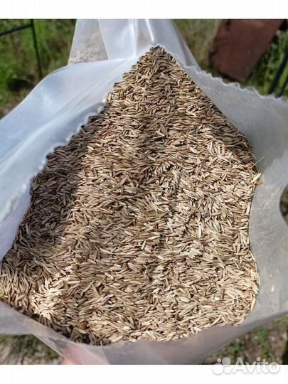 Газон с мятликом / премиум