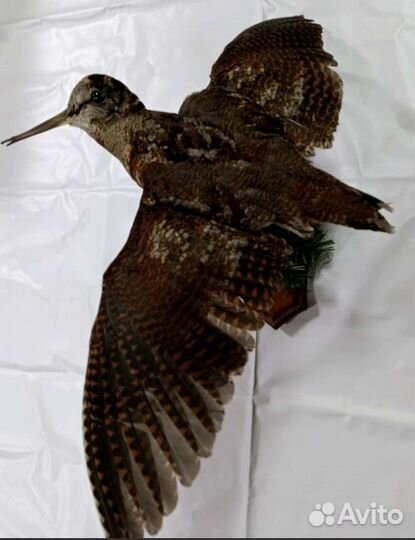 Чучело вальдшнепа