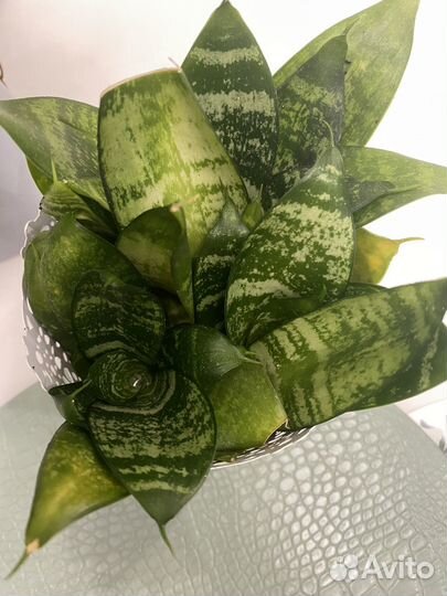 Сансевиерия Растение