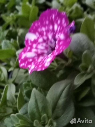 Петуния вегетативная черенки