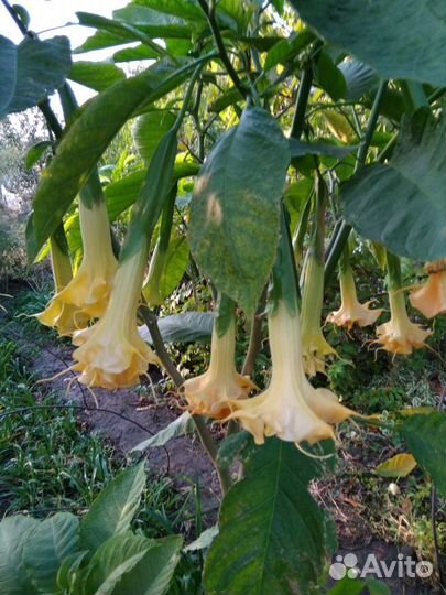 Бругмансия