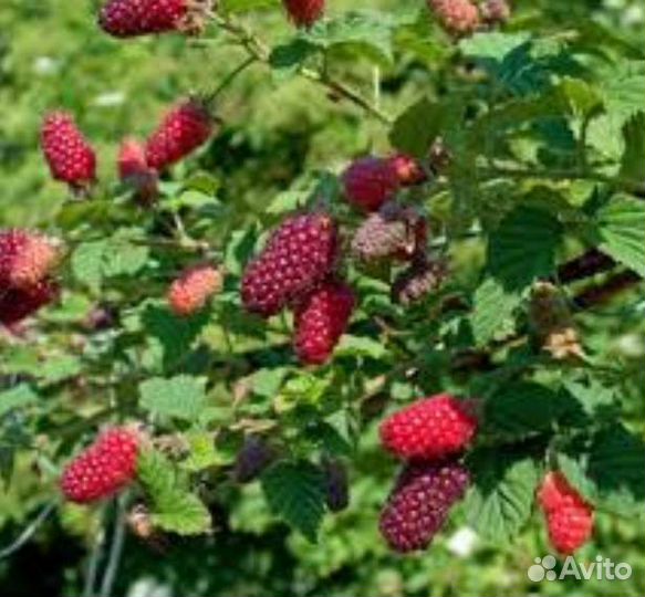 Ежемалина глен файн