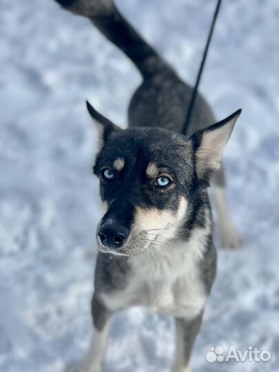 Красивая и ласковая собака ищет семью