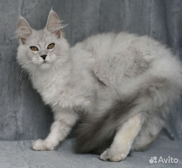 Мейнкун высокое серебро