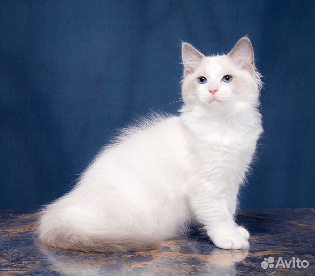 Котята рэгдолл