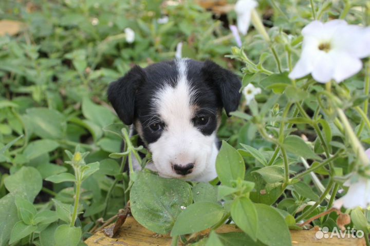Собака в добрые руки отдам бесплатно