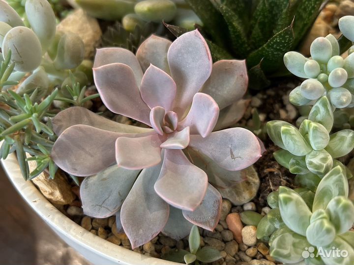 Граптоверия дебби