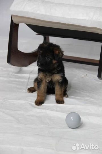 Щенки немецкой овчарки