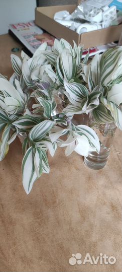 Традесканция. Комнатное растение