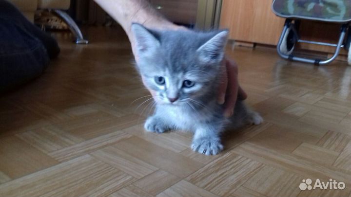 4 котенка: 1 девочка и 3 мальчика