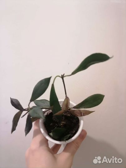 Хойя Hoya cv. Elle