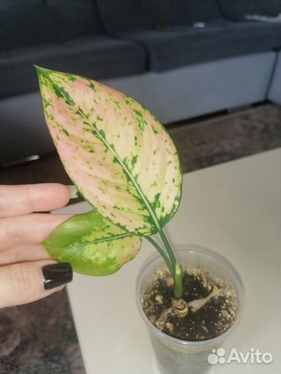 Аглаонема анимани роуз