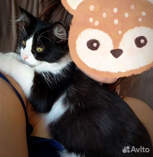 Нежный котенок