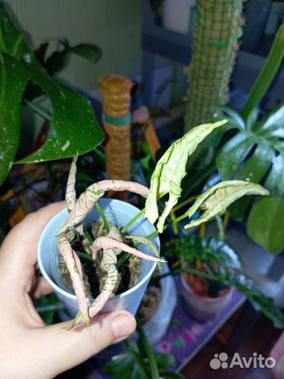 Сингониум пинк ролли