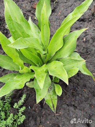 Хосты и папоротник