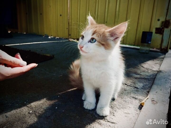 Рыжий котенок