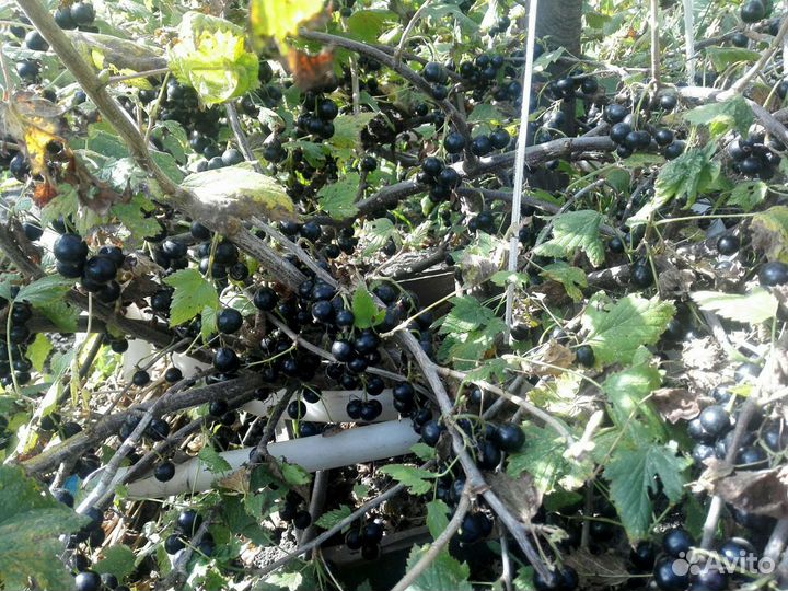 Смородина сортовая