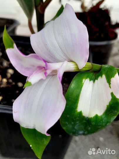 Традесканции,бугенвиллия,шефлера